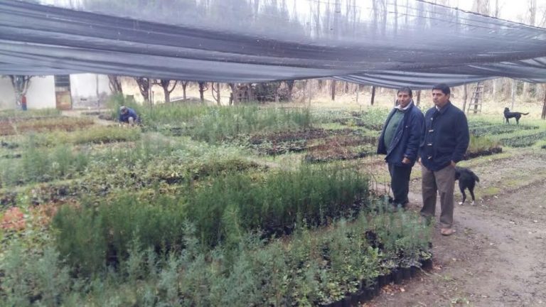 Municipio creará un vivero municipal