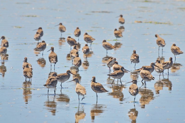 Especialistas del mundo se reúnen en el ANP de la Bahía de San Antonio para observar aves