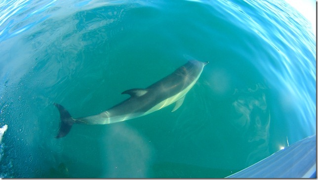 Delfines en la Bahía San Antonio