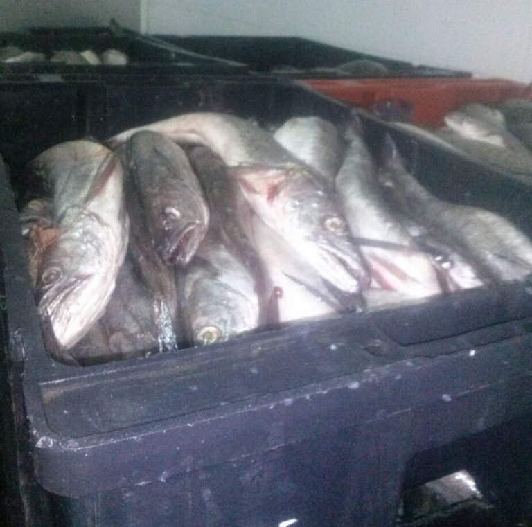 Presentan proyecto para construir una nueva planta pesquera en San Antonio Oeste