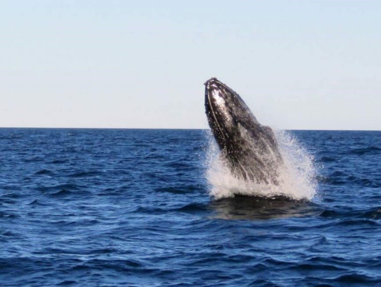 Avistaron Ballena Jorobada en Las Grutas