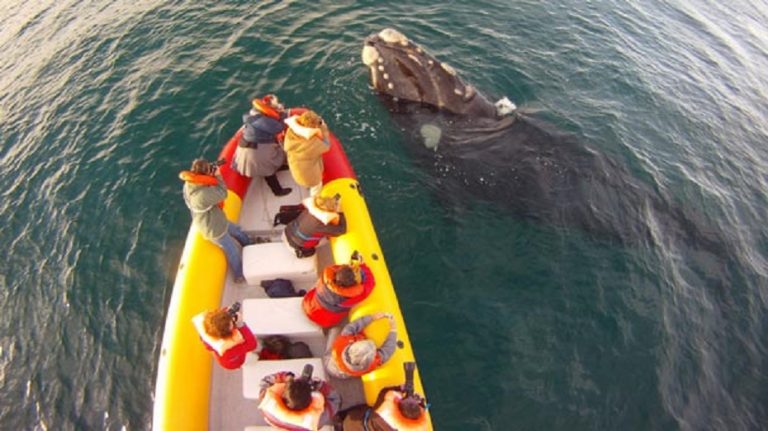 «Estamos muy contentos con la temporada de avistaje de fauna marina»