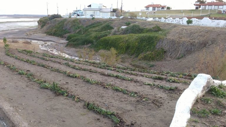 Continúan los trabajos de forestación en Las Grutas