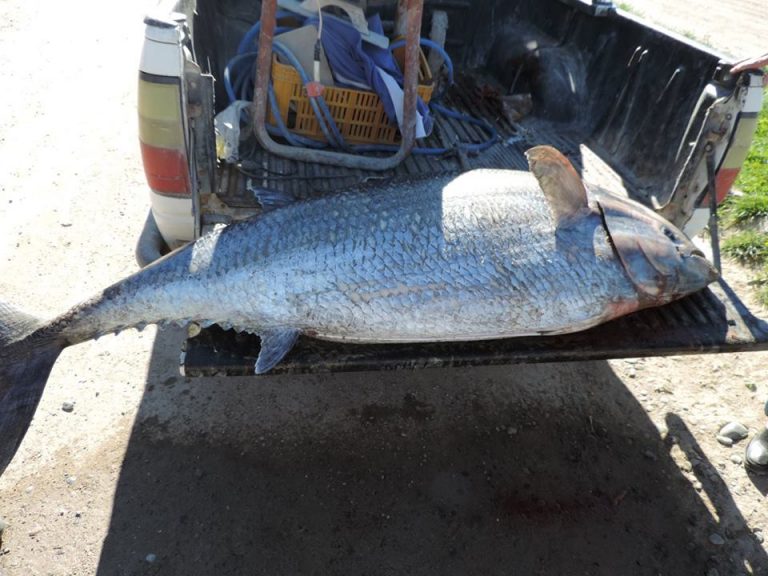 Atrapan un atún con más de cien kilos en la costa grutense