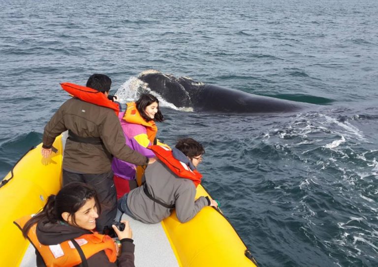 Increíble cantidad de ballenas aseguran el éxito del Avistaje de Fauna Marina desde Las Grutas y el Puerto del Este