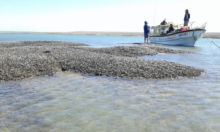 Cultivos de mejillones: una experiencia sustentable para el sector pesquero