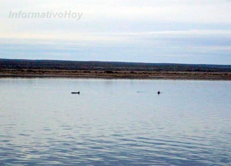 Toninas ingresaron a la ría sanantoniense