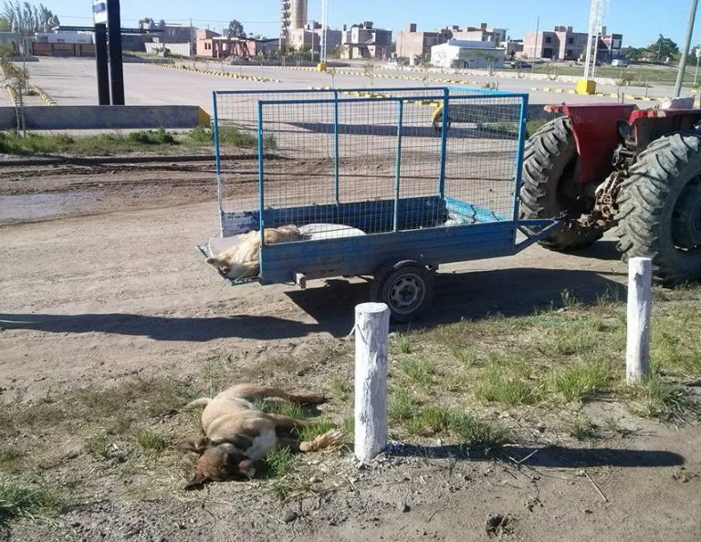 Matanza de perros en Las Grutas: también presentaron una denuncia penal en la fiscalía