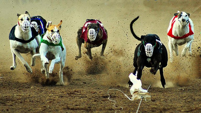 Prohibieron las carreras de galgos en todo el territorio nacional