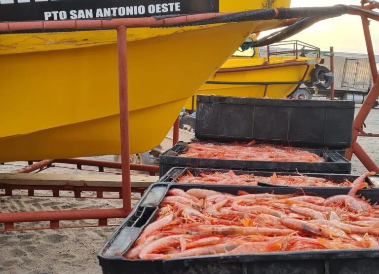 La extracción de langostino sigue habilitado en el golfo: la flota artesanal concentra el 90% de las capturas La extracción de langostino sigue habilitado en el golfo: la flota artesanal concentra el 90% de las capturas