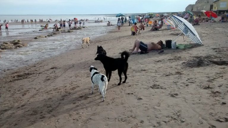 Informaron cuanto se recauda por zoonosis con la tasa municipal y los gastos que realizaron