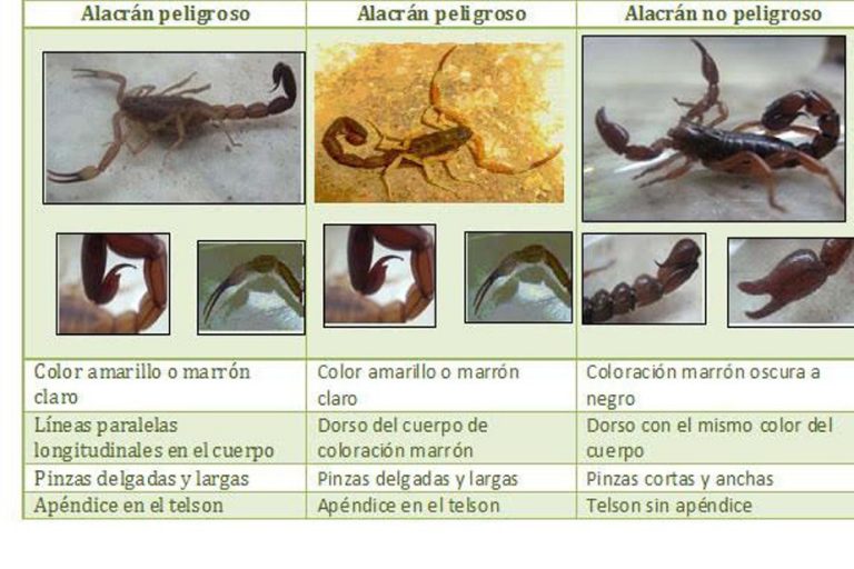 No se encuentran en Río Negro especies de alacranes cuyo veneno pueda ser mortal