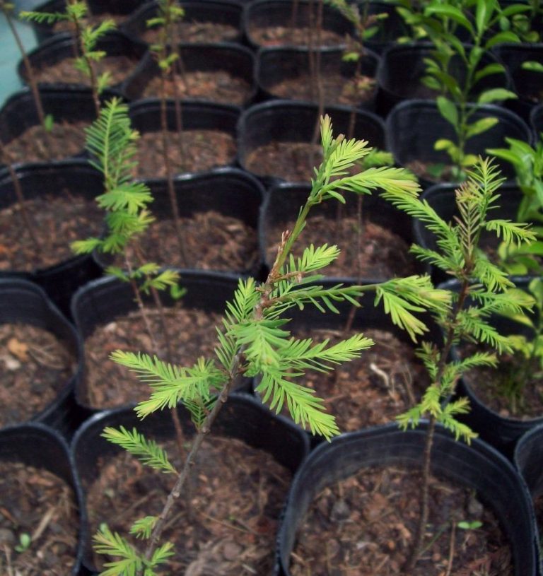 Proponen Plan de Forestación a bajo costo con participación de vecinos