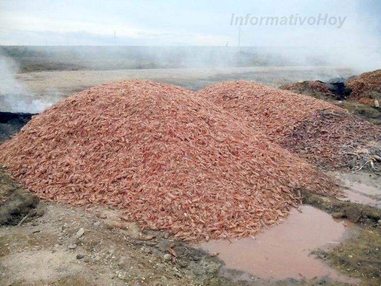 Vecinas autoconvocadas de San Antonio Oeste pidieron soluciones ambientales