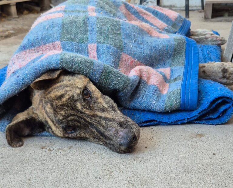 Destacan el accionar judicial por la causa «Tigre»: un avance significativo en lo legal Destacan el accionar judicial por la causa «Tigre»: un avance significativo en lo legal