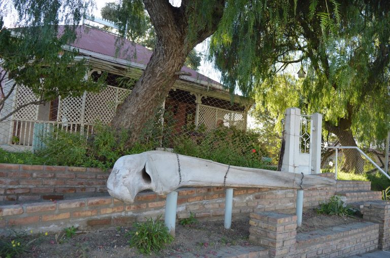Museo municipal: se exhibe un hueso de ballena franca austral
