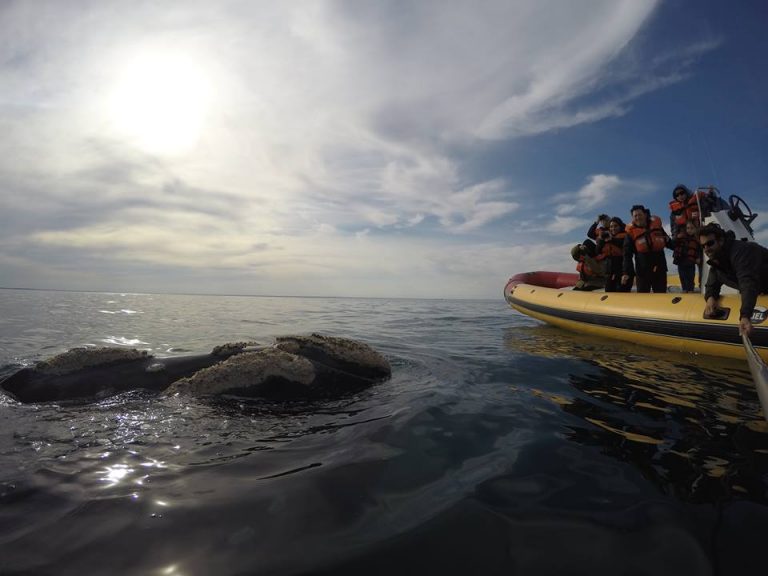 Fauna marina «las actividades en SAO-Las Grutas son distintas a la de Puerto Madryn» dijo Gutierrez