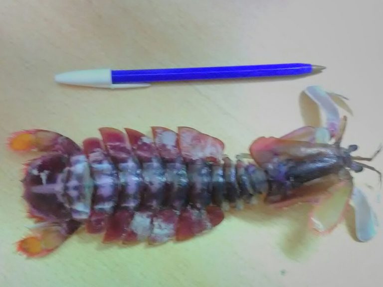 Apareció un tipo de langostino que no era habitual en el Golfo San Matías