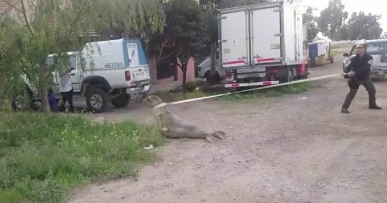 SAO: rescatan un Lobo Marino que ingresó a la ciudad