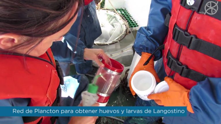 Investigadores y observadores de INIDEP comienzan la prospección de langostino