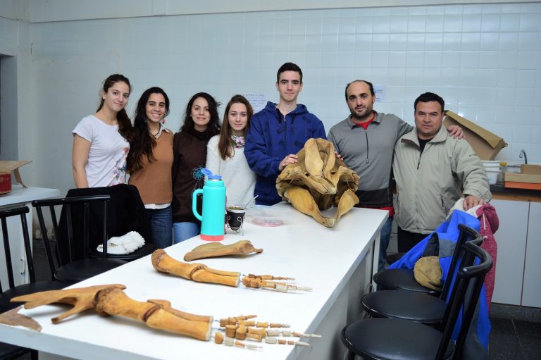 Docentes y alumnos arman el esqueleto de un Zifio (Ballena Picuda) para ser exhibido en el hall de la UNCo