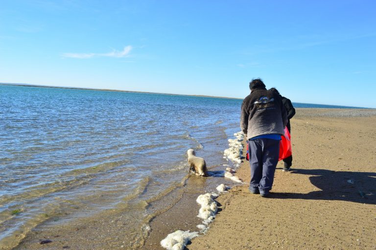 Vecinos del Cruz de Sur con un visitante inesperado: un pequeño lobo marino que deambulada por el barrio