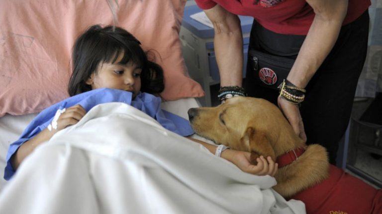 El Senado aprobó la visita de las mascotas a personas internadas