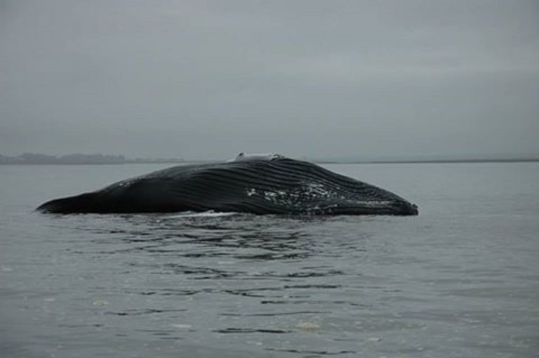 Aparece una ballena muerta en el Puerto de SAE