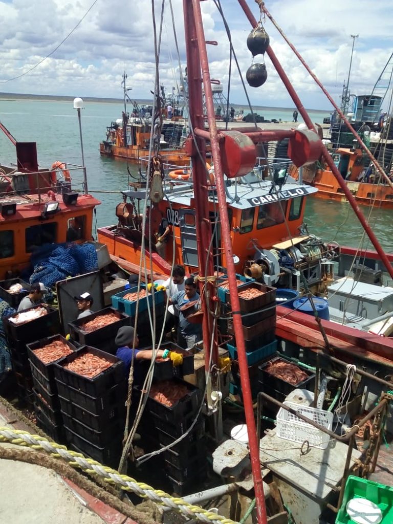 SAO: monitorean la pesca de langostino mientras evalúan pedidos del sector industrial SAO: monitorean la pesca de langostino mientras evalúan pedidos del sector industrial