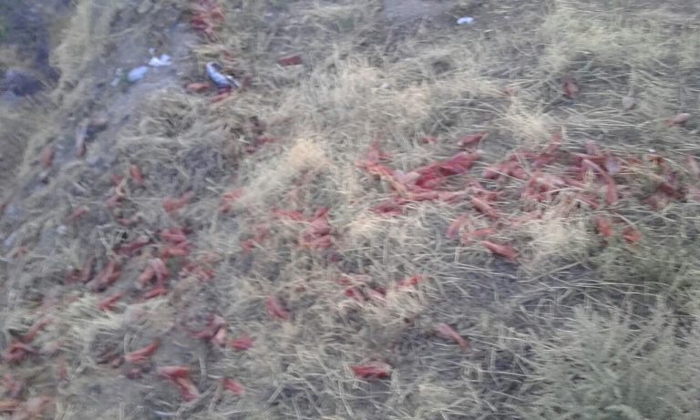 Multaron a una persona que tiraba desechos de langostinos en camino de circunvalación