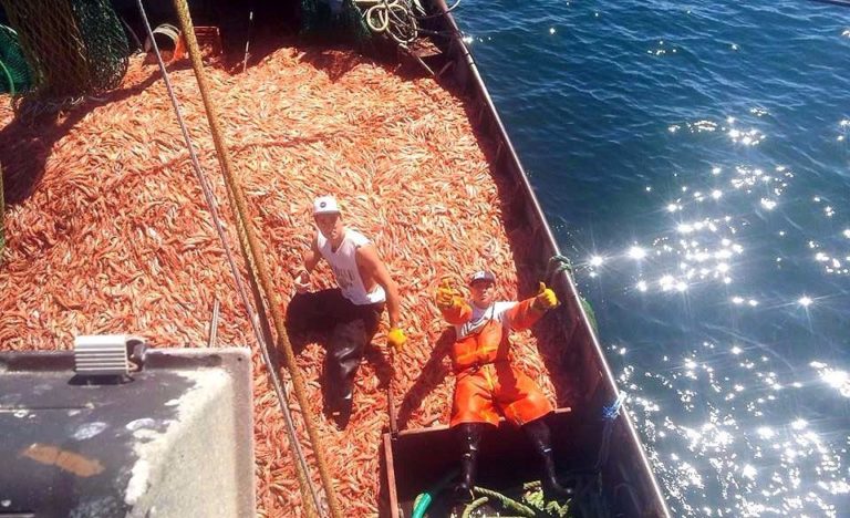 Cerca del final de la prospección: en busca de la ruta del langostino del Golfo San Matías