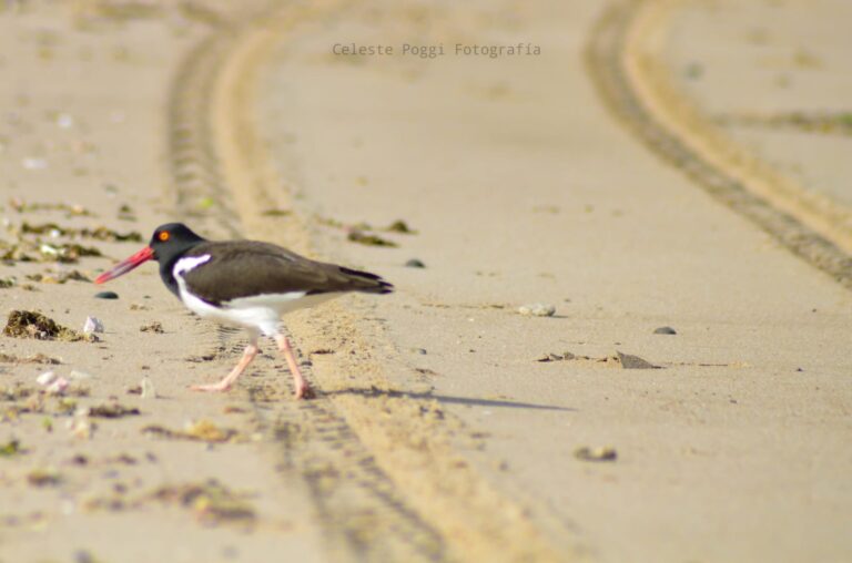 Falta de control y señalización: solicitud para ordenar el tránsito y preservar el ecosistema costero Falta de control y señalización: solicitud para ordenar el tránsito y preservar el ecosistema costero