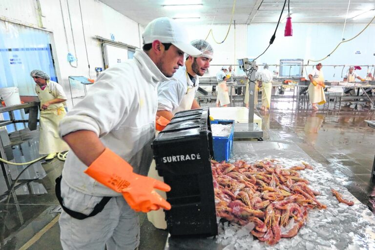 El gobierno provincial celebra la aparción del langostino y que se procese en San Antonio Oeste El gobierno provincial celebra la aparción del langostino y que se procese en San Antonio Oeste