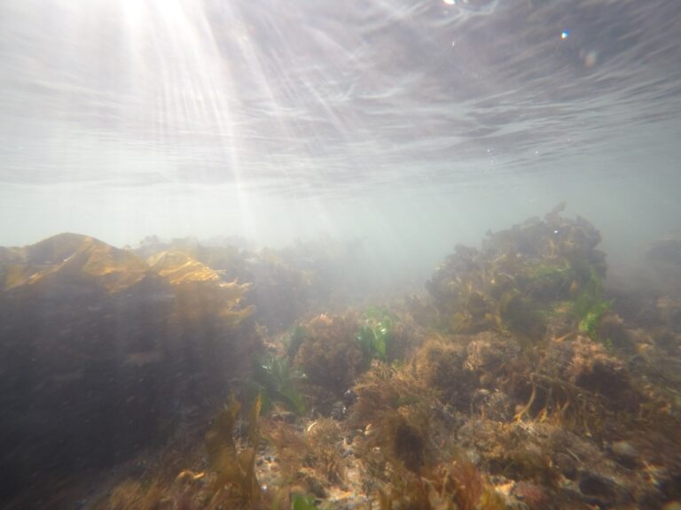 Especialistas analizan la contaminación por microplásticos y otras partículas antropogénicas Especialistas analizan la contaminación por microplásticos y otras partículas antropogénicas