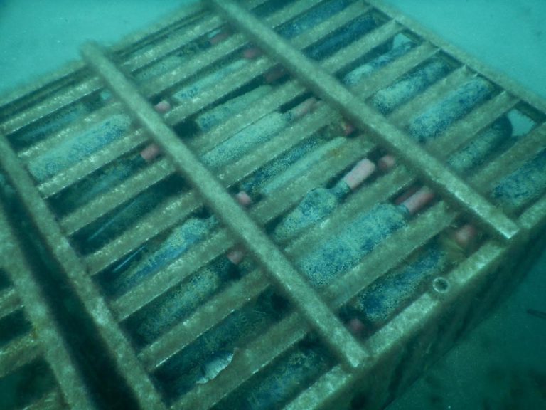 En una subasta solidaria, una botella de la cava submarina de Las Grutas, cotizó 200 mil pesos