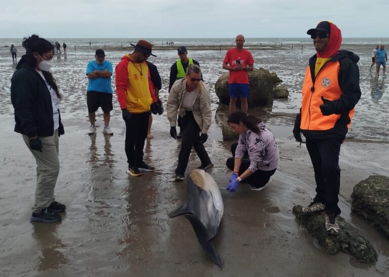Hallaron delfines varados en San Antonio Este y otro en Las Grutas Hallaron delfines varados en San Antonio Este y otro en Las Grutas