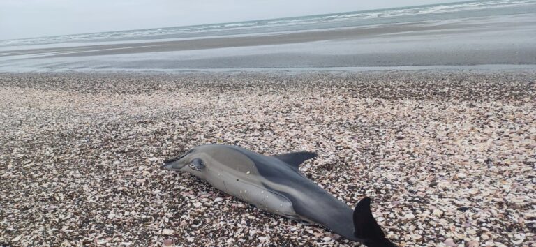 Preocupación por el varamiento de delfines en Las Grutas y Puerto del Este Preocupación por el varamiento de delfines en Las Grutas y Puerto del Este