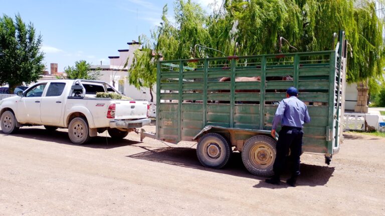 Valcheta: incidentes en un baile familiar, operativos preventivos y secuestro de un equino Valcheta: incidentes en un baile familiar, operativos preventivos y secuestro de un equino