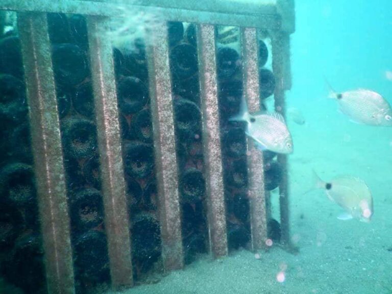 Río Negro lanza el Programa de cava submarina en el Golfo San Matías