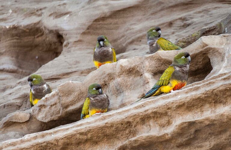 Recomendaciones para quienes encuentran pichones de loros barranqueros u otras aves