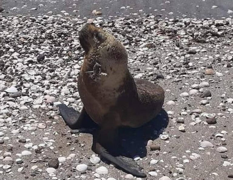 Puerto del Este: sorprendió un lobo marino pidiendo ayuda a los humanos