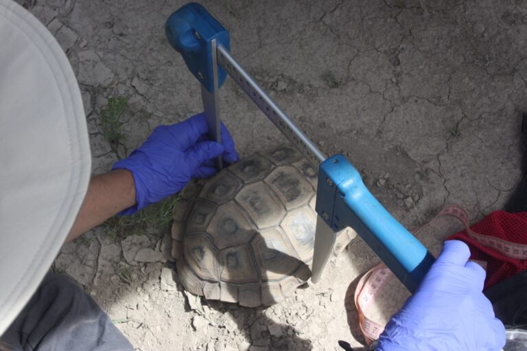 Nueve años de estudios revelan un escenario crítico para la tortuga patagónica Nueve años de estudios revelan un escenario crítico para la tortuga patagónica