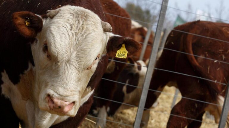Ruralistas buscan frenar ingreso de carne con hueso a la Patagonia y presentan amparo judicial