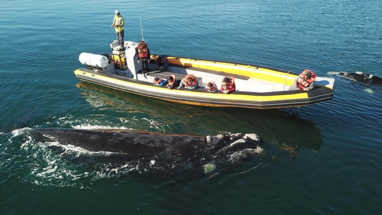 La agenda turística no se detiene: comienzan los preparativos para el Encuentro Coral y la temporada de avistaje de fauna marina