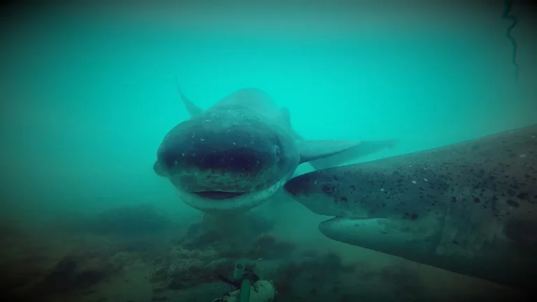 Tecnología submarina devela los secretos de tiburones y rayas en el Golfo San Matías
