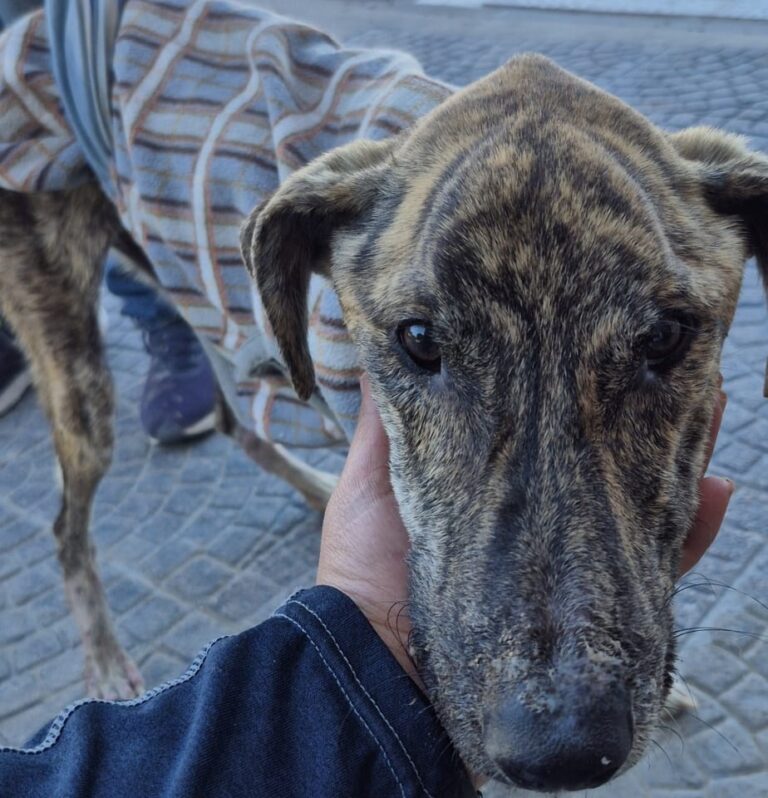 Causa “Tigre”: avanza la denuncia por maltrato animal en San Antonio Oeste