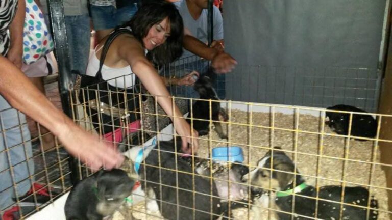 Campaña solidaria de adopción canina en la peatonal de Las Grutas Campaña solidaria de adopción canina en la peatonal de Las Grutas