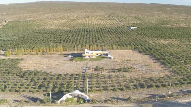 La falta de agua compromete un histórico emprendimiento olivícola de Las Grutas La falta de agua compromete un histórico emprendimiento olivícola de Las Grutas