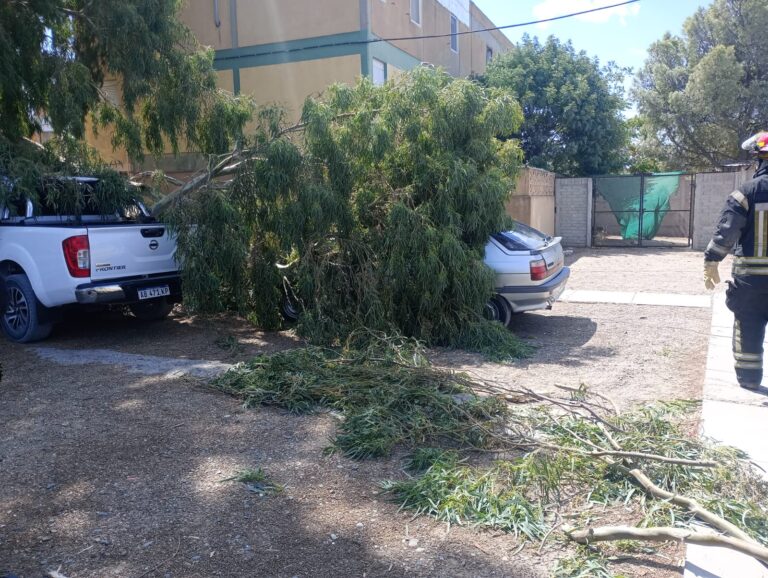 SAO: intervención por caída de ramas sobre automóviles SAO: intervención por caída de ramas sobre automóviles