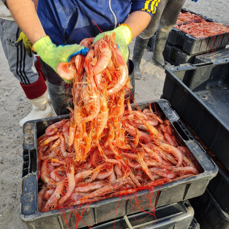 Langostino, cupo social y el futuro de Río Salado: el panorama actual de la pesca rionegrina Langostino, cupo social y el futuro de Río Salado: el panorama actual de la pesca rionegrina